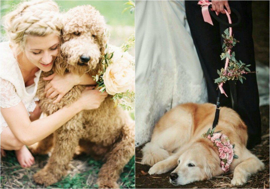 brides and dogs