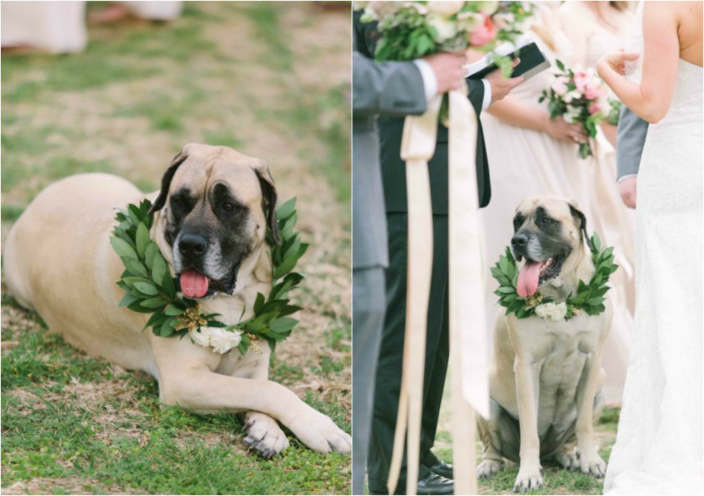 wedding dog