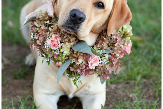 wedding dogs