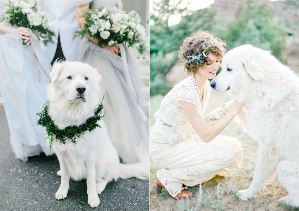 wedding & dogs