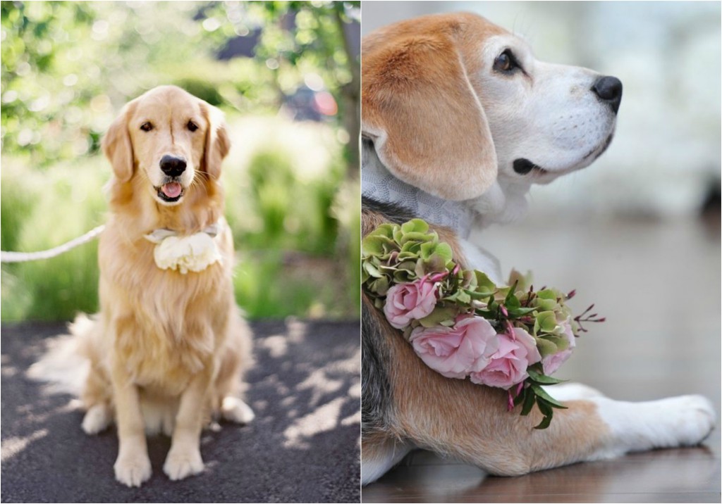 wedding pet