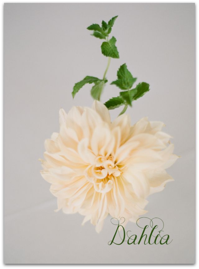 dahlia