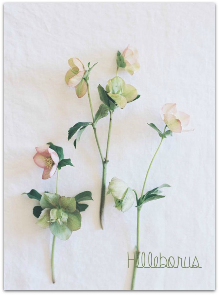 helleborus