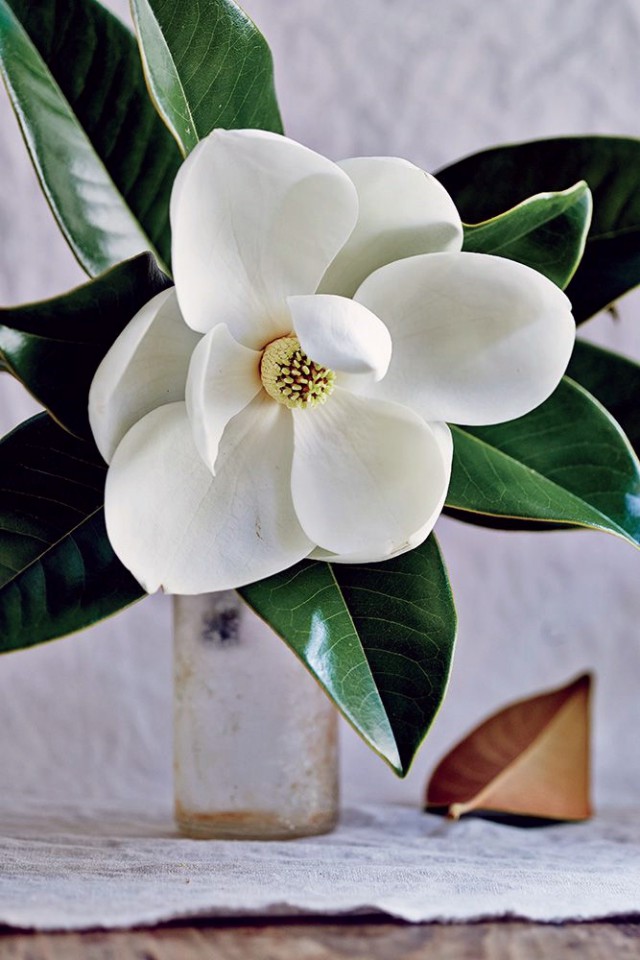 magnolia+vase