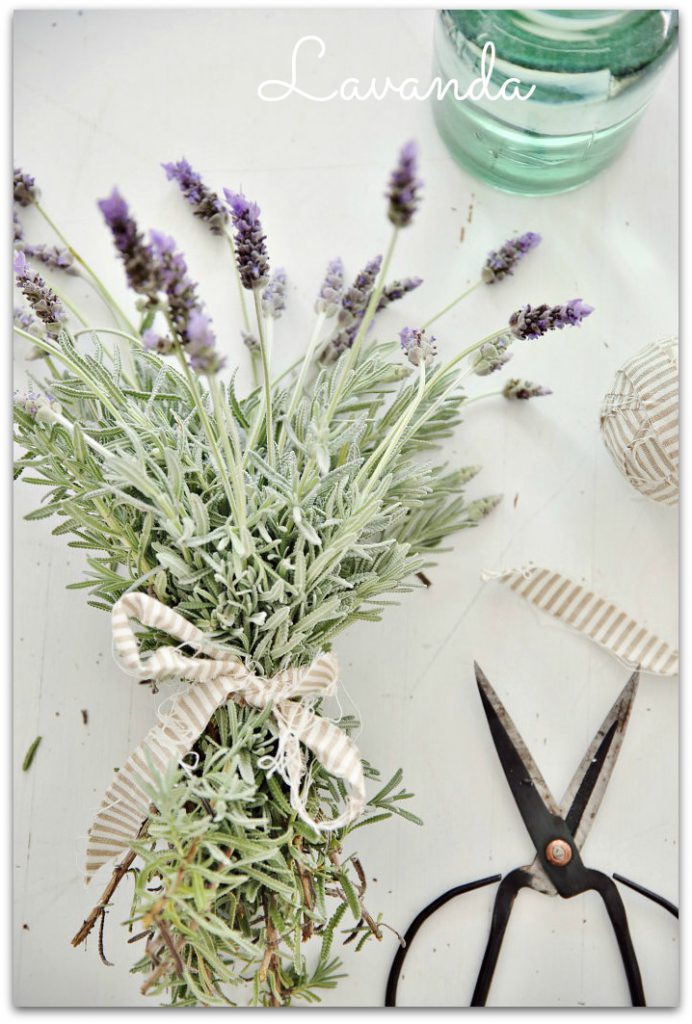lavanda