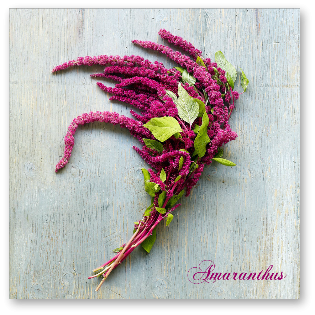 Amaranthus