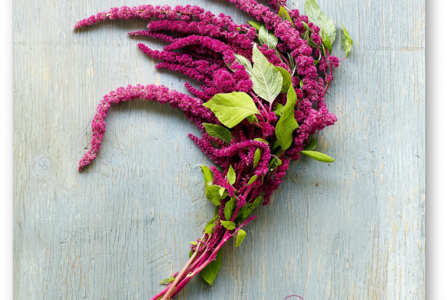 Amaranthus